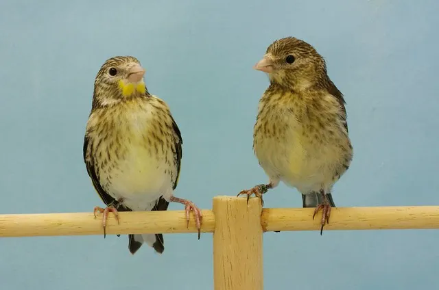 Pareja de híbridos ágata y clásico