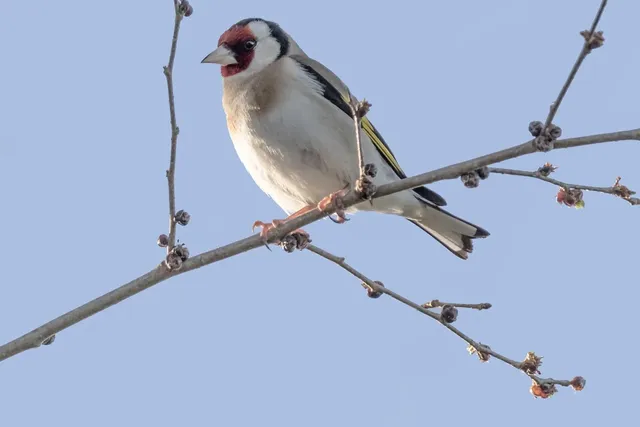 f1_jilguero_agata