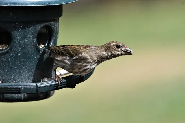 hembra_carpodacus_mutado