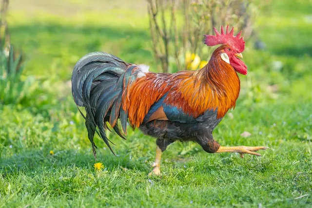 Pollo-Jaspe-D.D.-gris