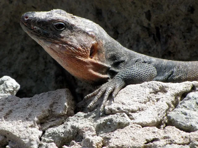 F-1-jilguero-blanco