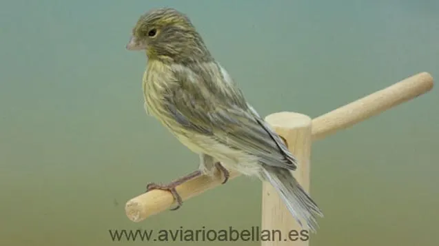 Joven-Jaspe-verde-mosaico