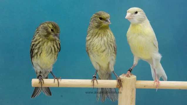 tres-hermanos