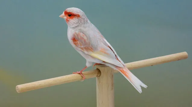canario_jaspe_DD_agata_rojo_mosaico