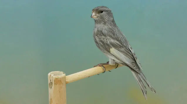 canario_jaspe_simple_dilucion_gris