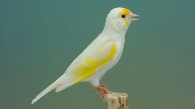 hibrido_jilguero_major_x_canaria_jaspe