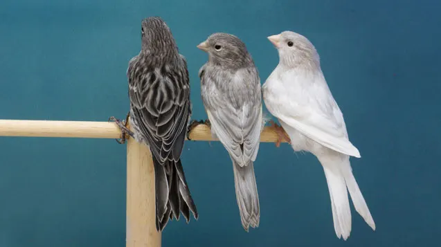 tres_hermanos_de_nido